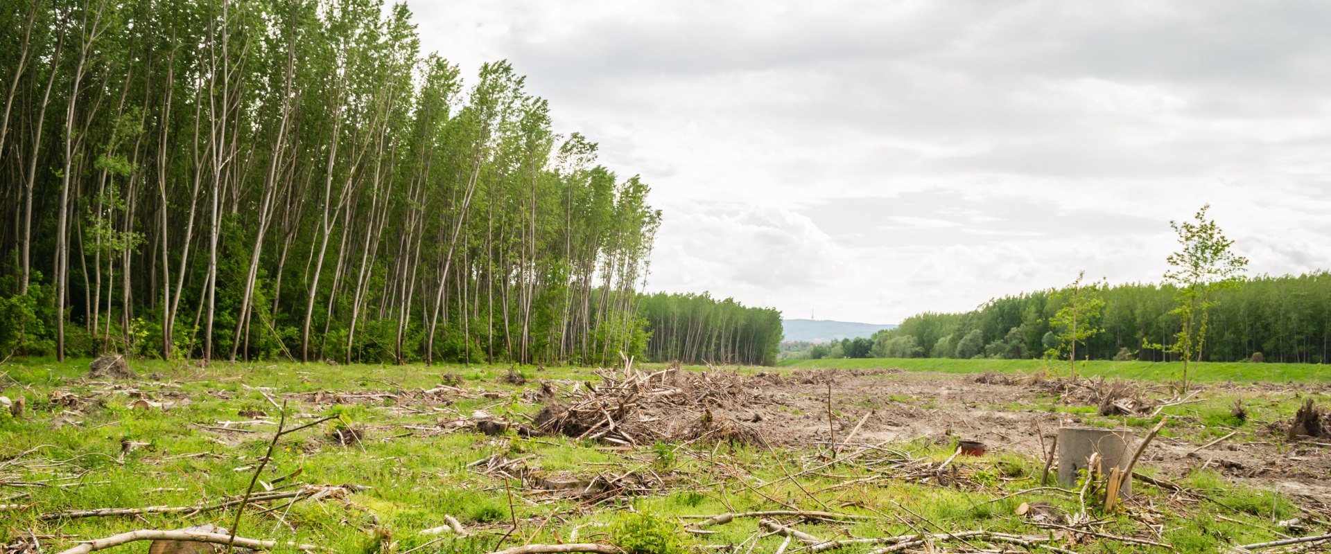 Transform Your Property with Forestry Mulching in Columbia
