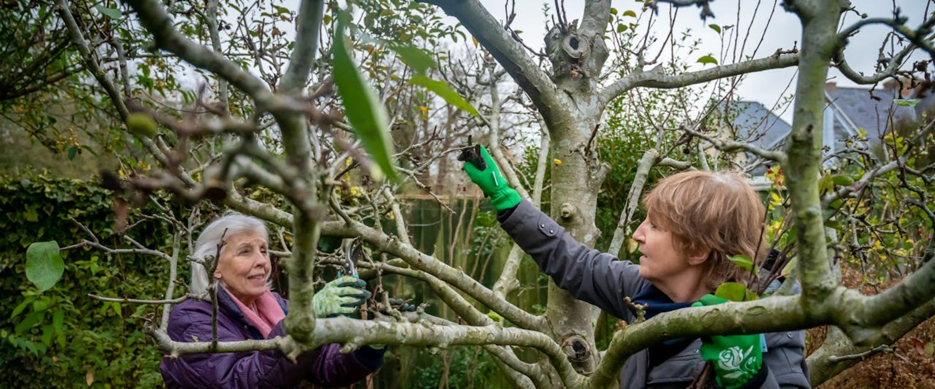 Tree Pruning In Damascus, Oregon: A Natural Boost For Your Home Staging Ideas