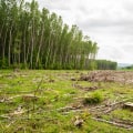 Transform Your Property with Forestry Mulching in Columbia