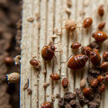 Bed Bugs Be Gone: Choosing The Right Extermination Service And Staging Your Home For Appeal