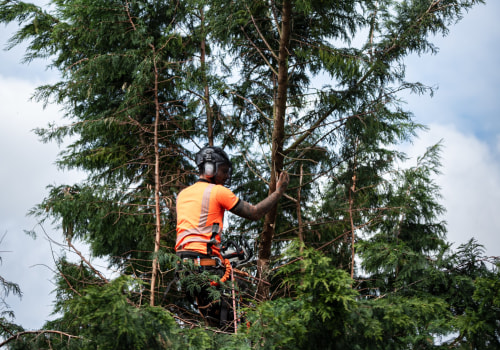 The Power Of Trees In Home Staging Ideas: Why Kalamazoo, MI Sellers Should Invest In Professional Tree Services