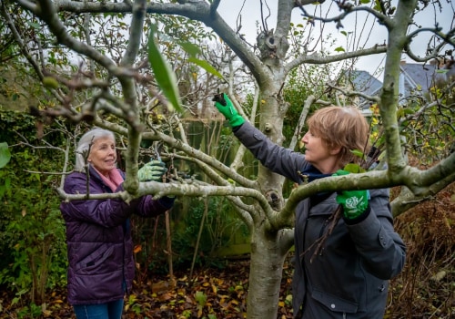 Tree Pruning In Damascus, Oregon: A Natural Boost For Your Home Staging Ideas